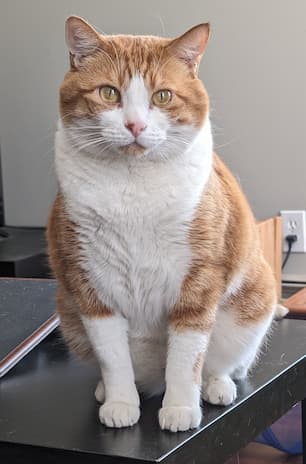 Louie sitting on a table
