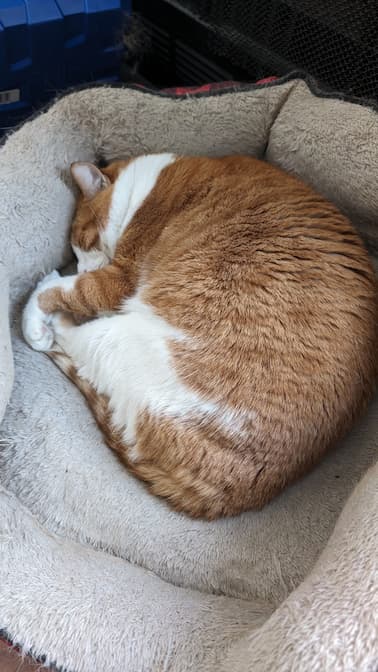 Louie curled up in bed