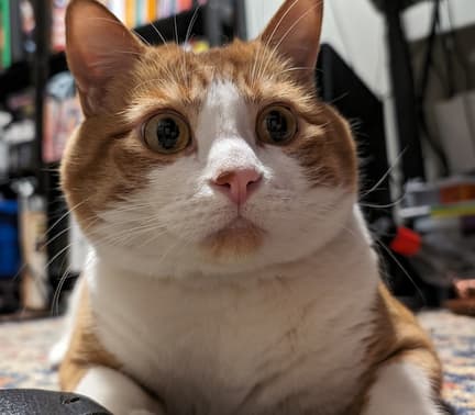 Louie the cat looking very alert