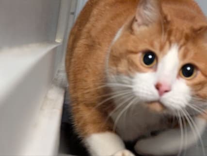 Photo of Louie running to the camera