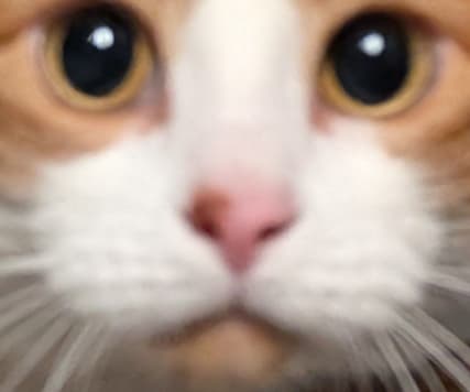 The previous image of louie running into the camera zoomed in on his face