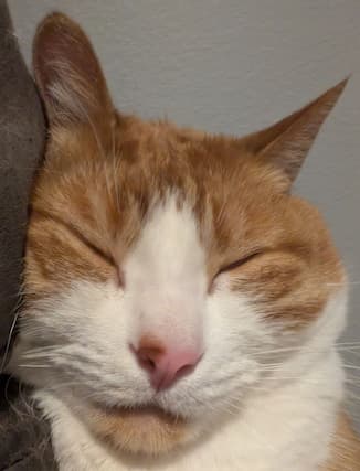 A photo of Louie the cat sleeping