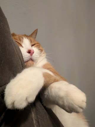 A photo of Louie the cat sleeping showing his paws